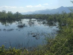 Lac_Skadar-Bar
